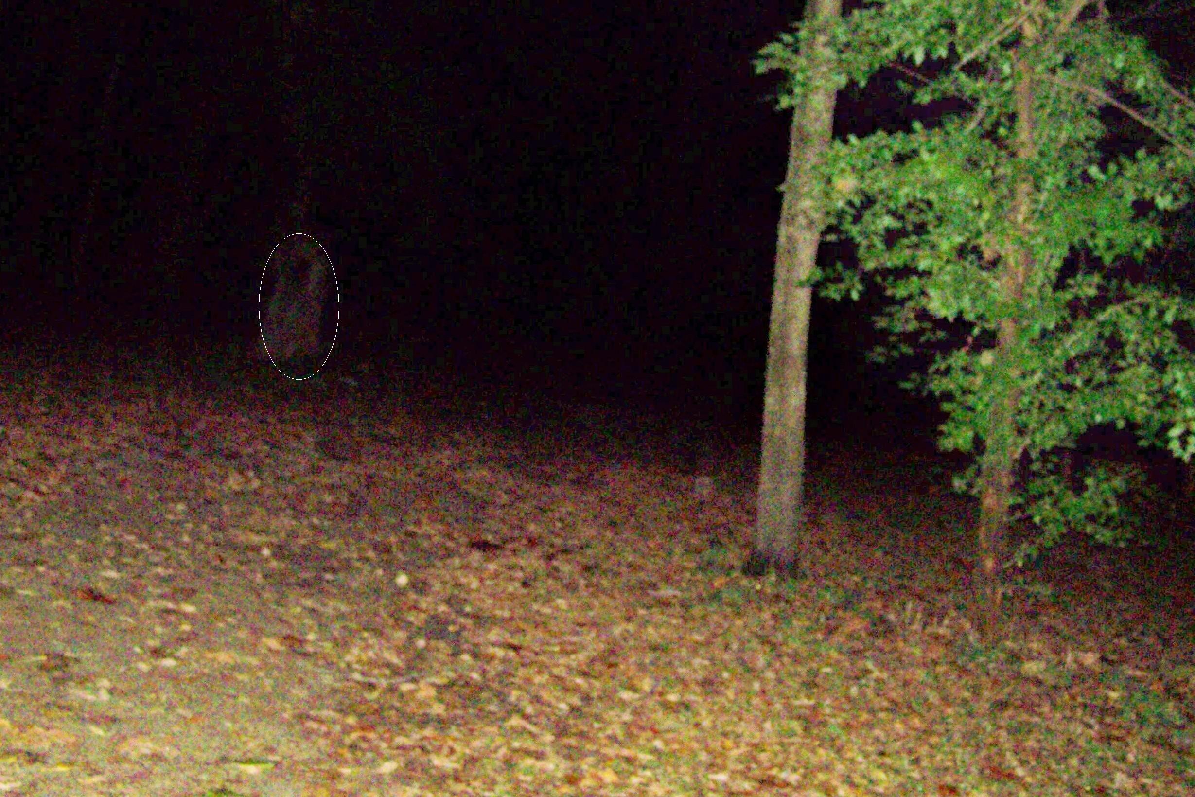 ghostfigure1.jpg